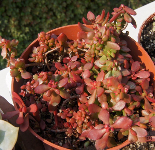 Crassula pubescens subsp. Radicans ���ɶ� 3.JPG