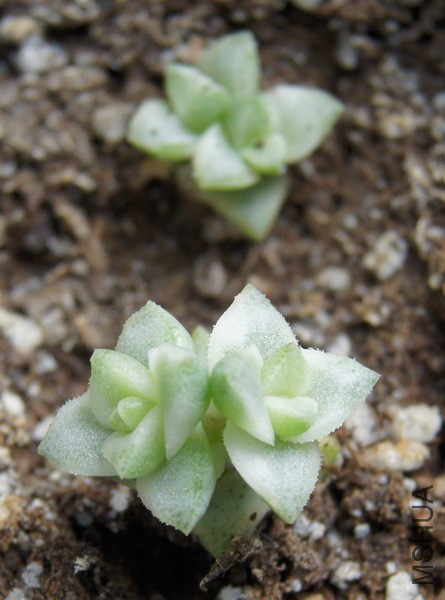 Crassula 'Pastel' ��ɫ���� 2.JPG