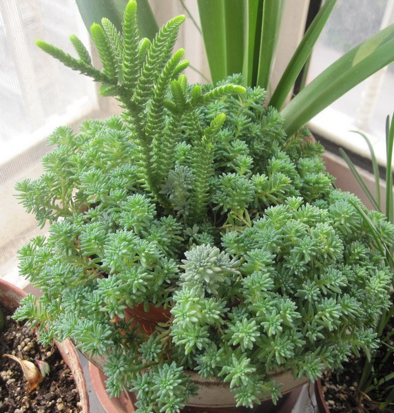 Sedum hispanicum ��ѩ����� 3.JPG