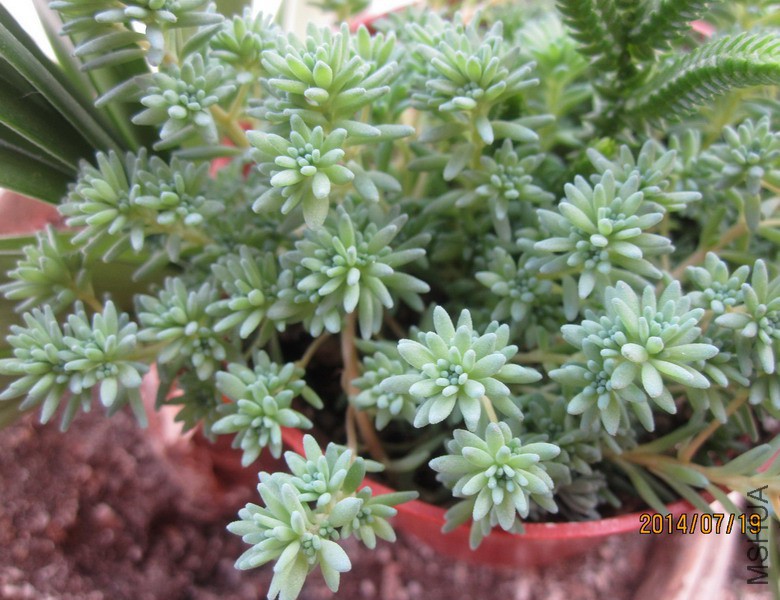 Sedum hispanicum ��ѩ����� 2.JPG