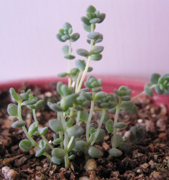 Sedum dasyphyllum �������� 1.JPG