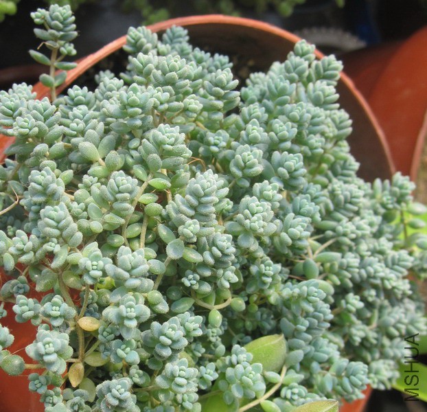 Sedum dasyphyllum �������� 2.JPG