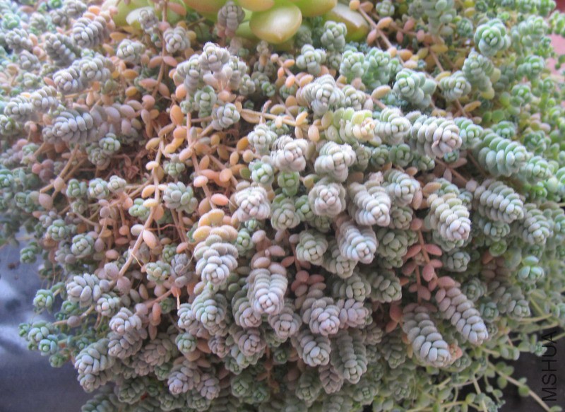 Sedum dasyphyllum �������� 3.JPG