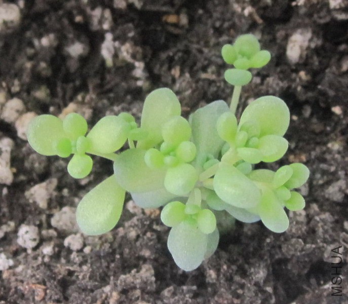 Sedum dasyphyllum 'Lilac Mound' �������� 2.JPG