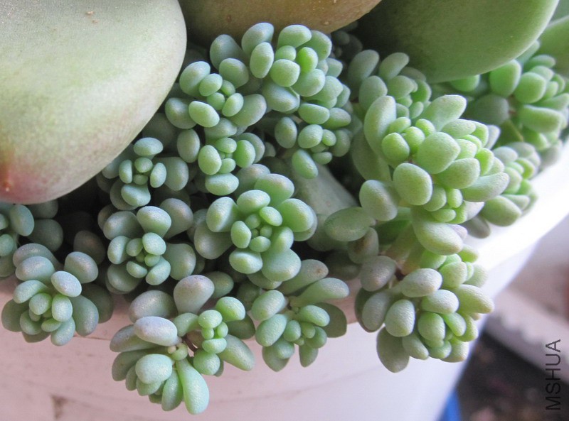 Sedum dasyphyllum 'Lilac Mound' �������� 3.JPG