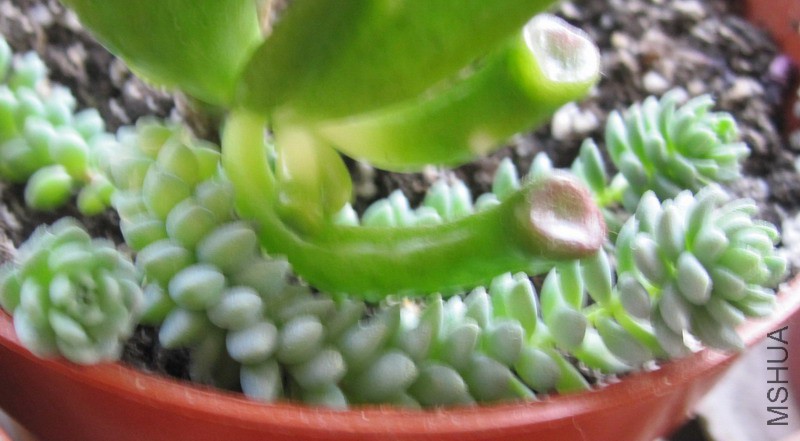 Sedum dasyphyllum 'Major' ��Ҷ�������� 2.JPG