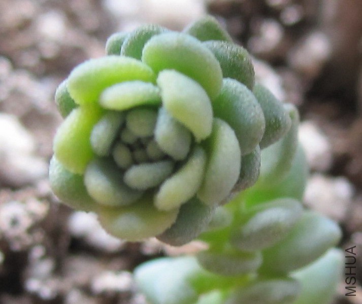 Sedum dasyphyllum 'Major' ��Ҷ�������� 1.JPG