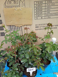 IMG20151204090756.jpg