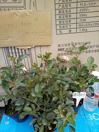 IMG20151204091011.jpg