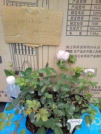 IMG20151204091525.jpg