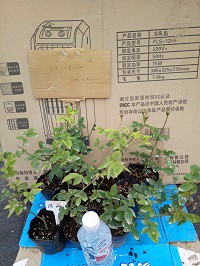 IMG20151204092203.jpg