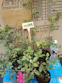 IMG20151204090129.jpg