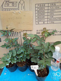 IMG20151204090516.jpg