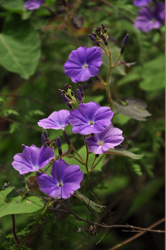 �����ƴ󻨷ɶ���--�� (2).jpg