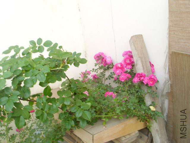 TD776_TD776_IMG_0852.JPG