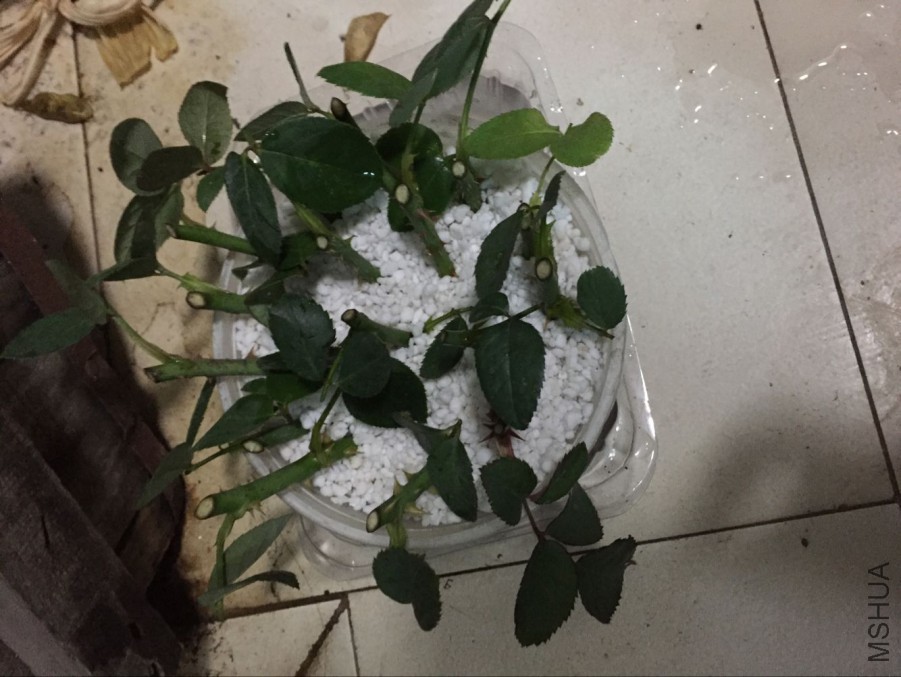 QQͼƬ20151204190820.jpg
