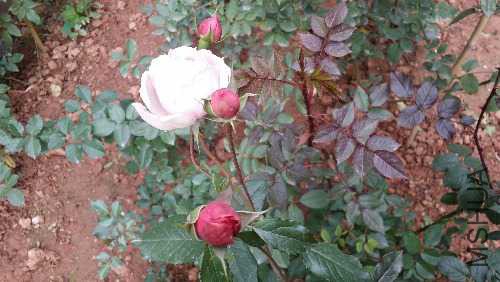 20151204_131742.jpg