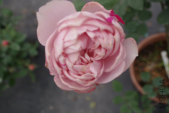 IMGP3280.JPG