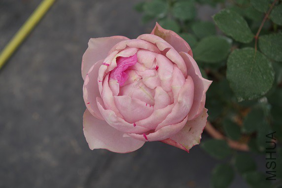 IMGP3281.JPG