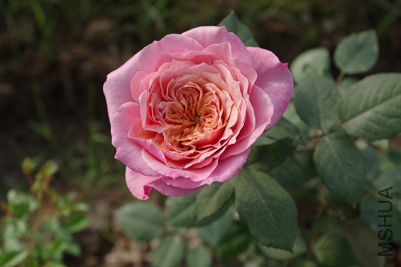 IMGP1561.JPG