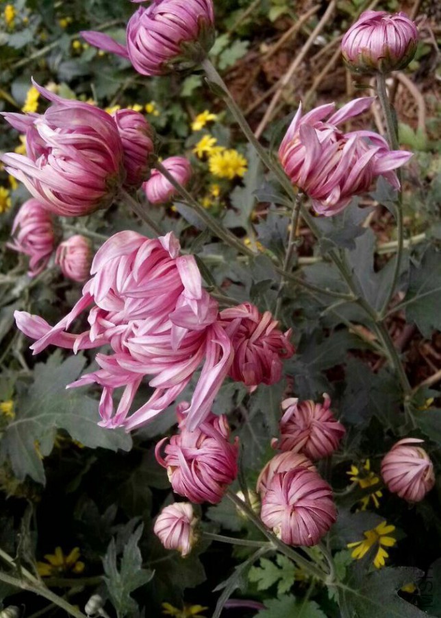QQͼƬ20151205144216.jpg