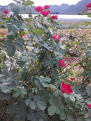 IMG_20151206_124718.jpg