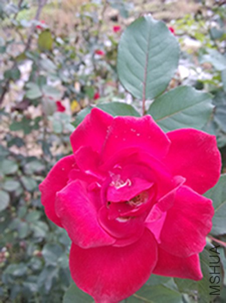 IMG_20151206_124734 .jpg