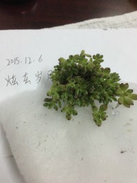 ��ݮ6���״�Ⱥ35