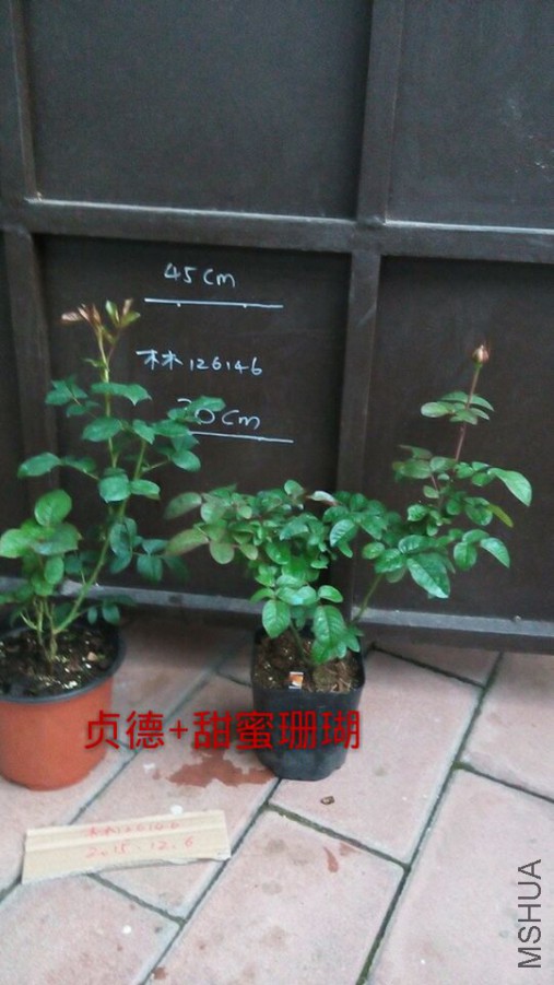 5bbac7643653599a.jpg