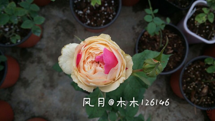 -1b461cd539cc9788.jpg