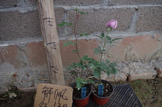 IMGP3300.JPG