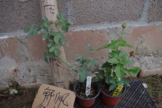IMGP3304.JPG