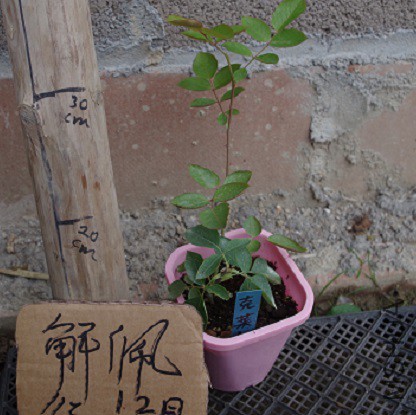 IMGP3306.JPG