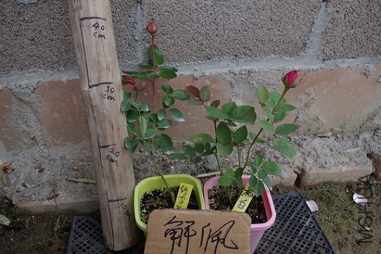 IMGP3309.JPG