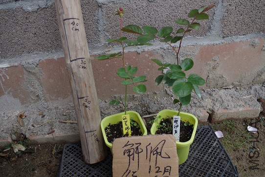 IMGP3310.JPG