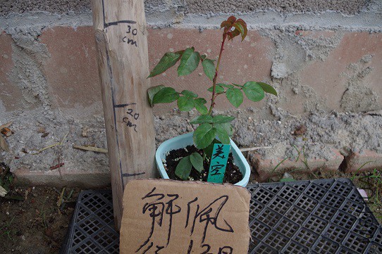 IMGP3312.JPG