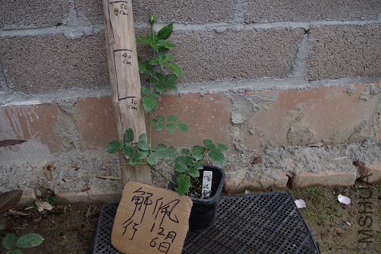 IMGP3314.JPG