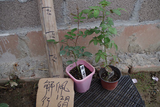 IMGP3315.JPG