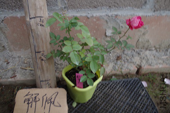 IMGP3317.JPG