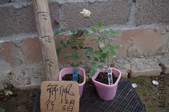 IMGP3324.JPG