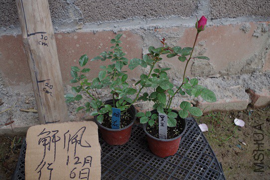 IMGP3325.JPG