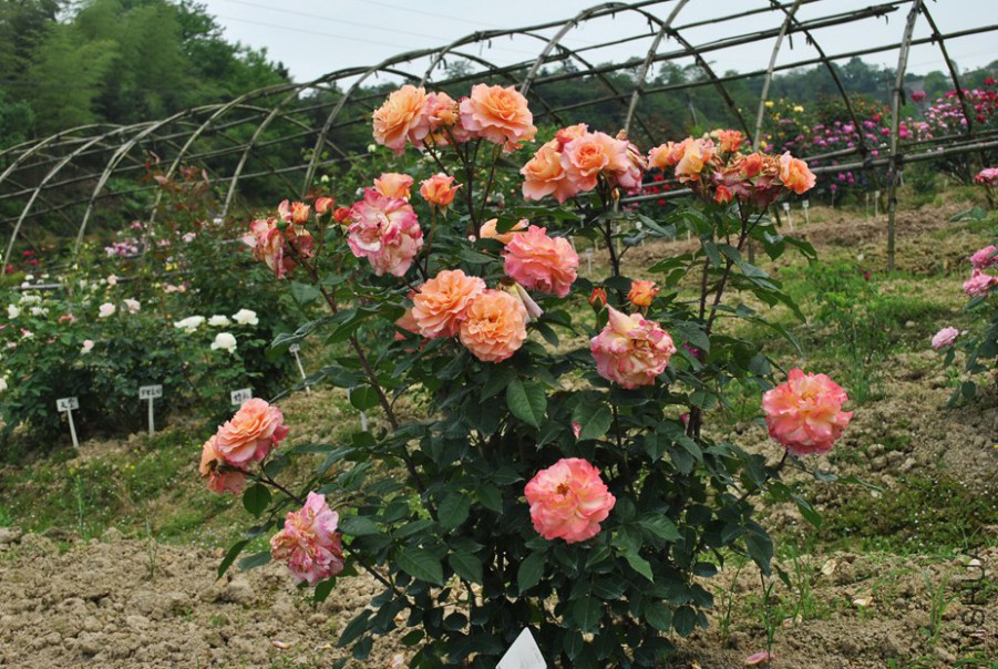 �¹�˹��¶��˹ (1).jpg