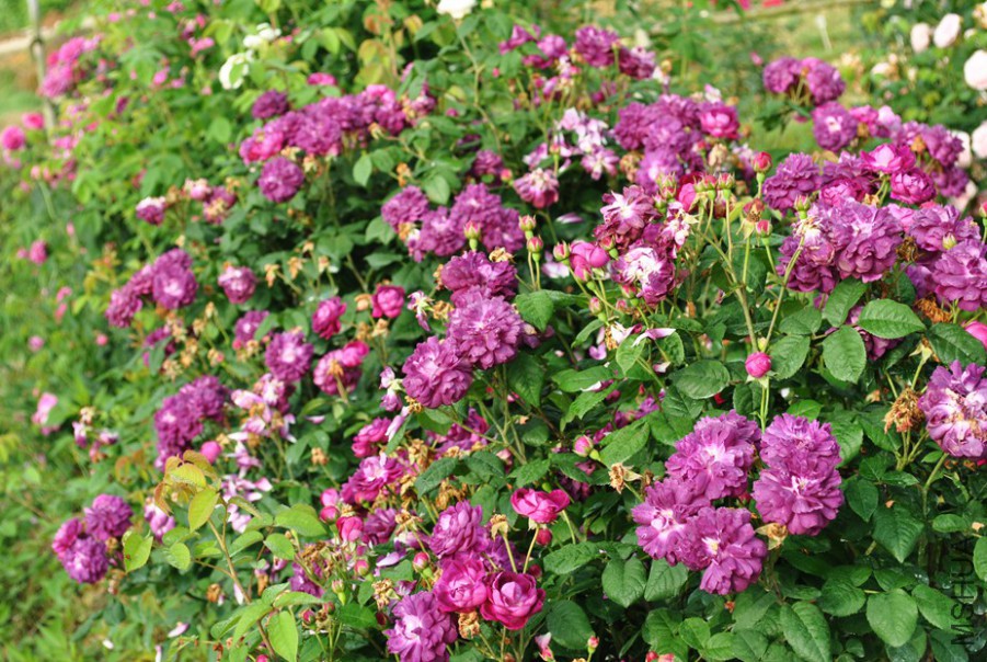 ���������� (2).jpg