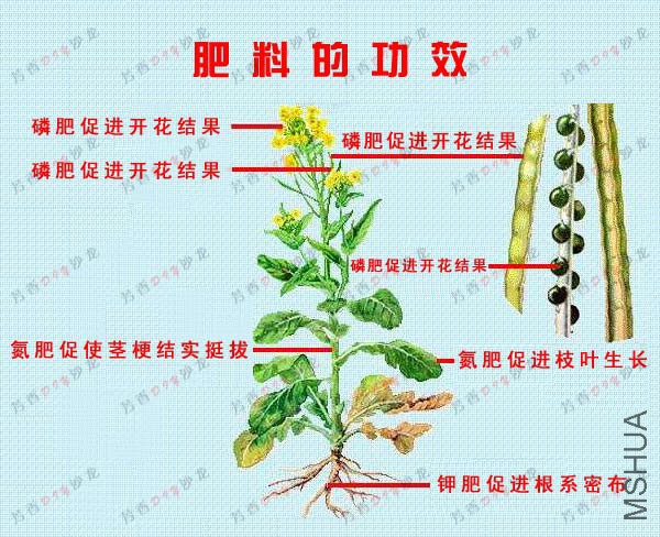 psb.jpg