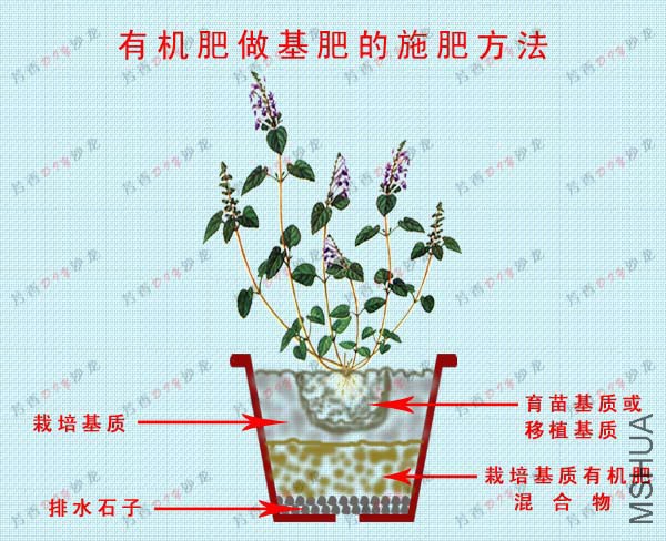 psb (1).jpg