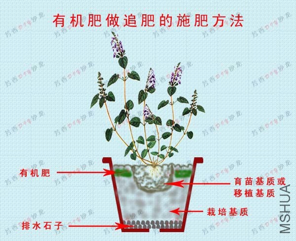 psb (2).jpg
