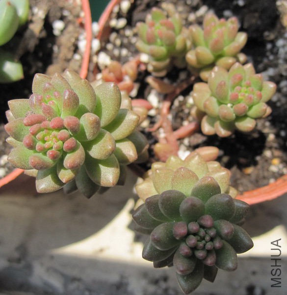 ��Sedeveria 'Whitestone Crop' ��ʯ 3.JPG