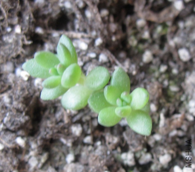 ��Sedeveria 'Whitestone Crop' ��ʯ 1.JPG