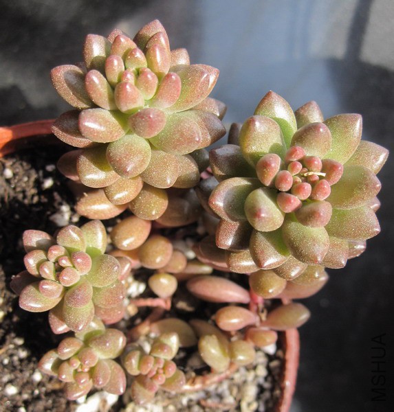 ��Sedeveria 'Whitestone Crop' ��ʯ 2.JPG