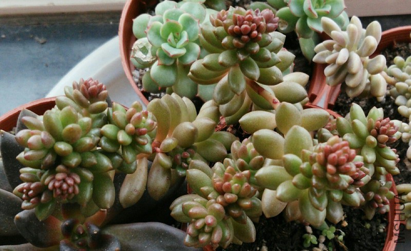 ��Sedeveria 'Whitestone Crop' ��ʯ 5.jpg